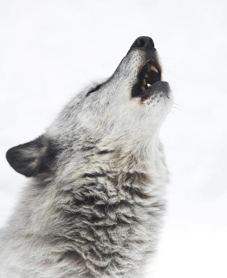 Wildhomes Wild Wolf Lodge Courmayeur Buitenkant foto
